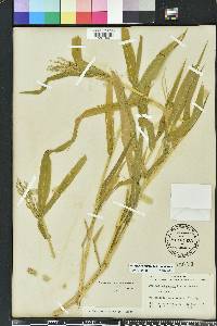 Urochloa ramosa image