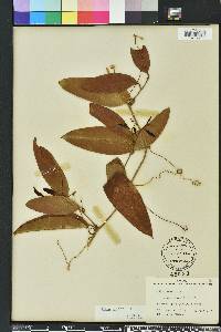 Smilax laurifolia image