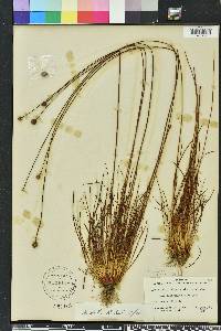 Xyris elliottii image