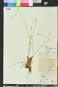 Lachnocaulon anceps image