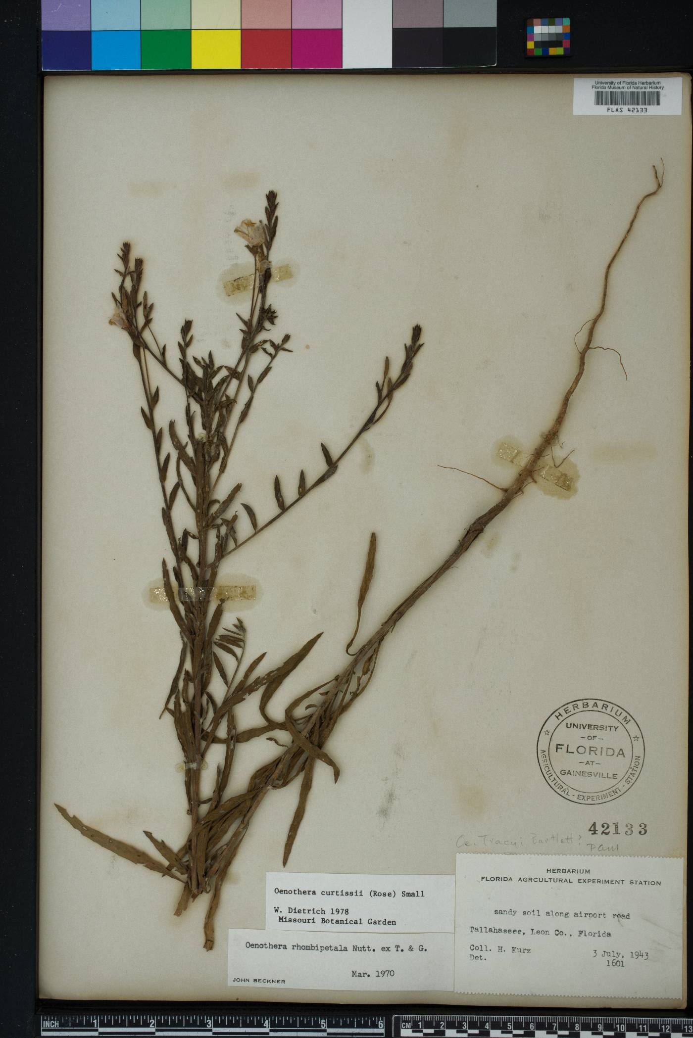 Oenothera curtissii image