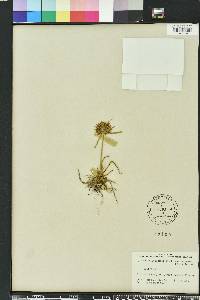 Cyperus polystachyos image