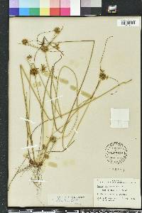 Cyperus filiculmis image