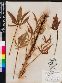 Hibiscus cannabinus image