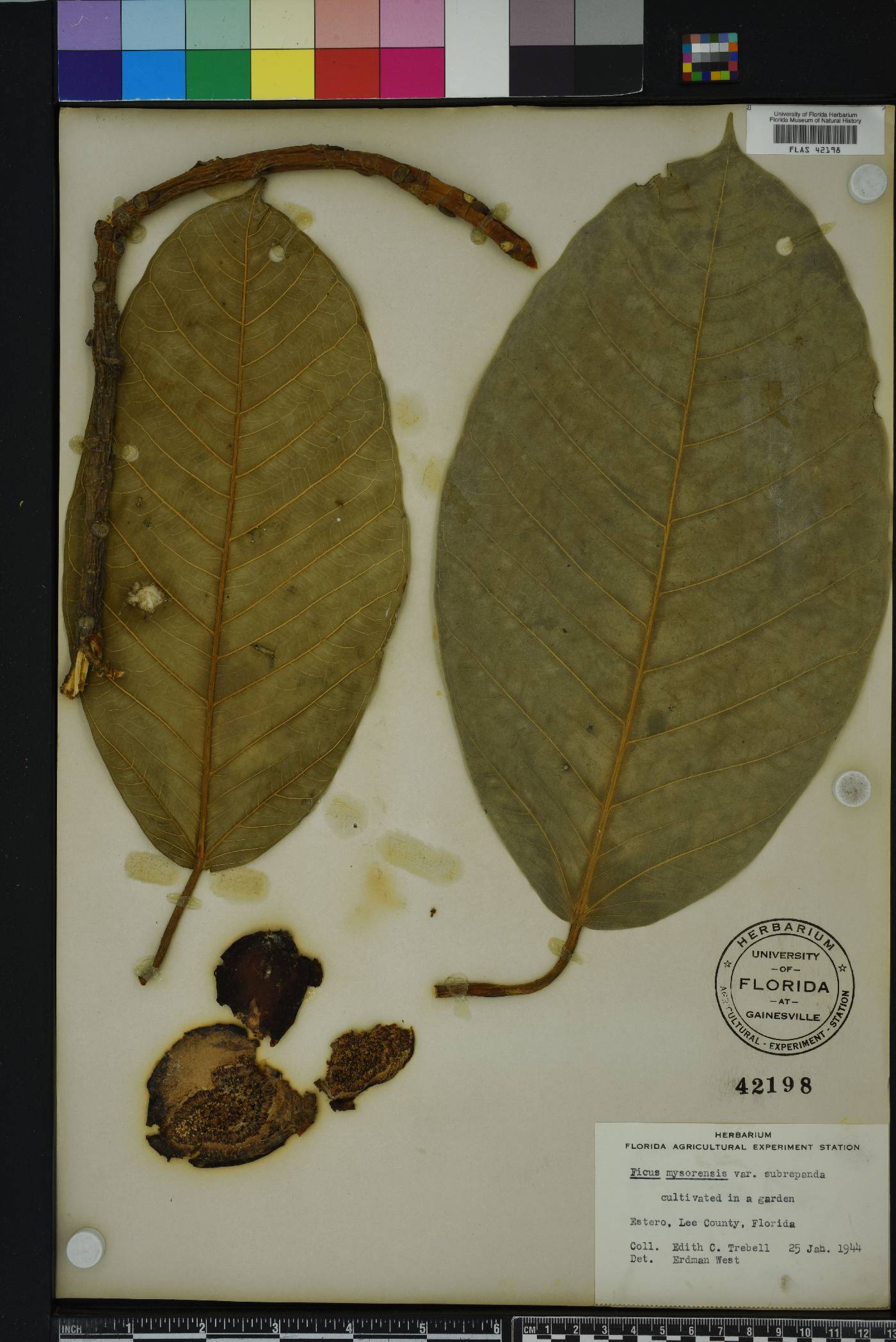 Ficus drupacea image