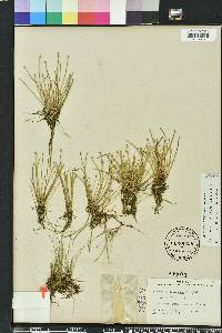 Eleocharis flavescens image