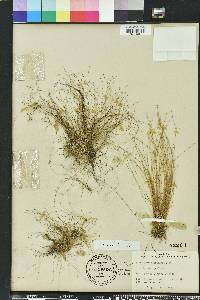 Eleocharis microcarpa image