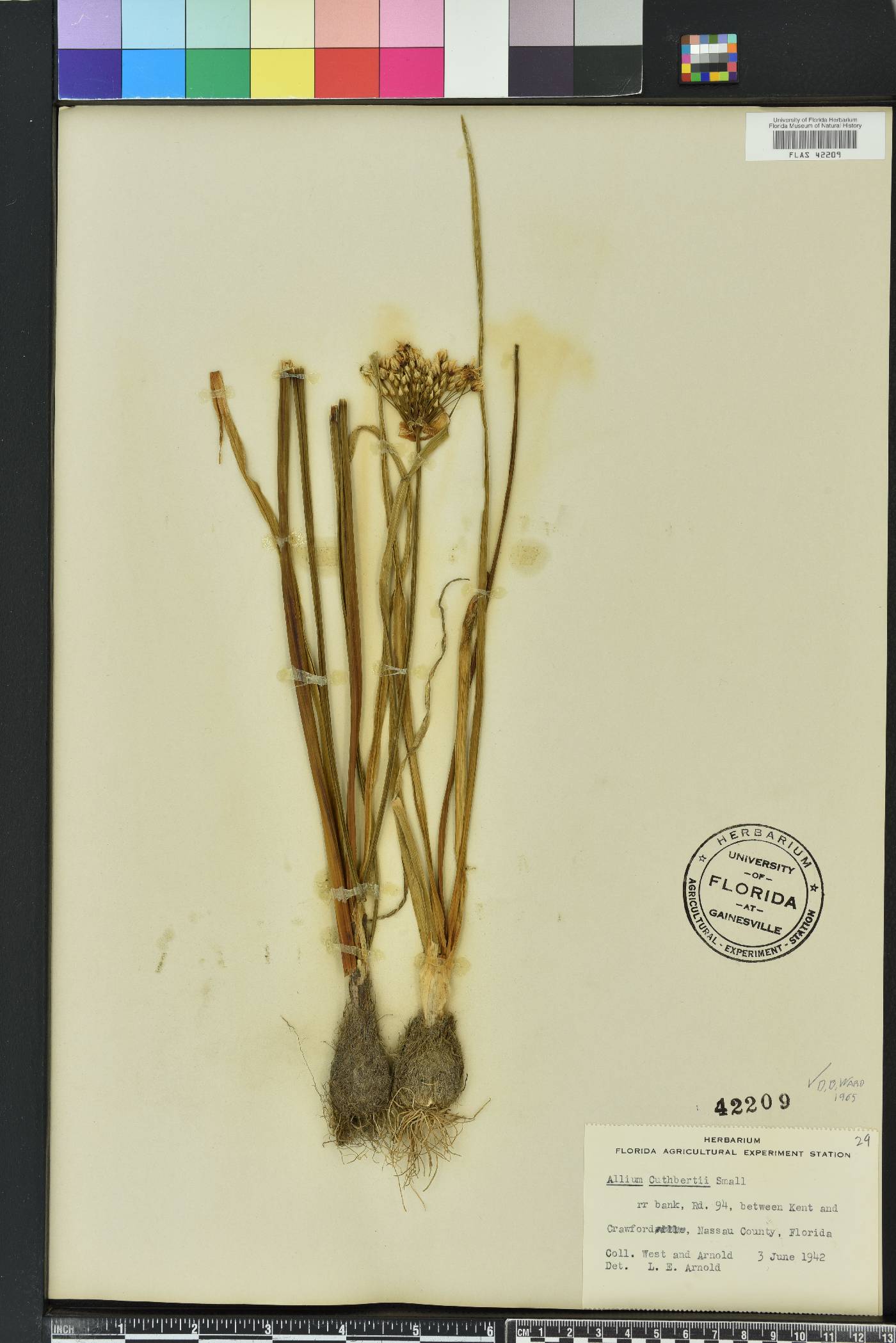 Allium cuthbertii image