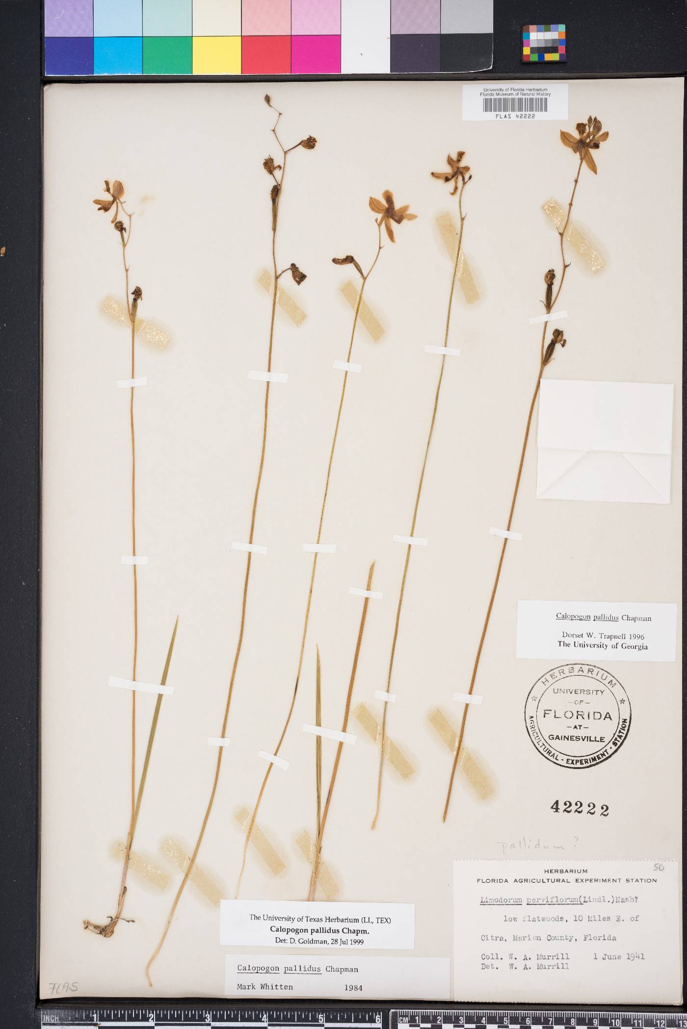 Calopogon pallidus image