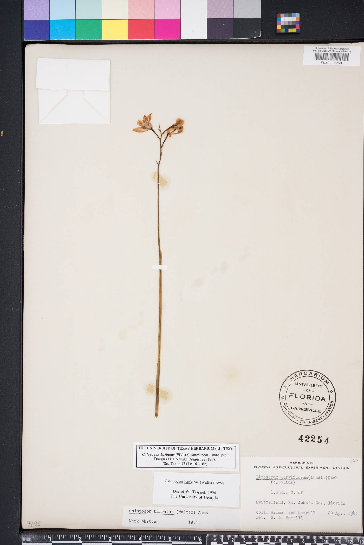 Calopogon barbatus image