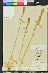 Aletris lutea image