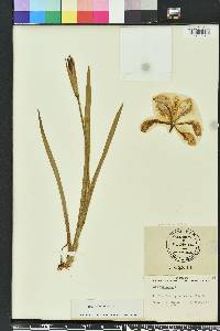 Iris virginica image