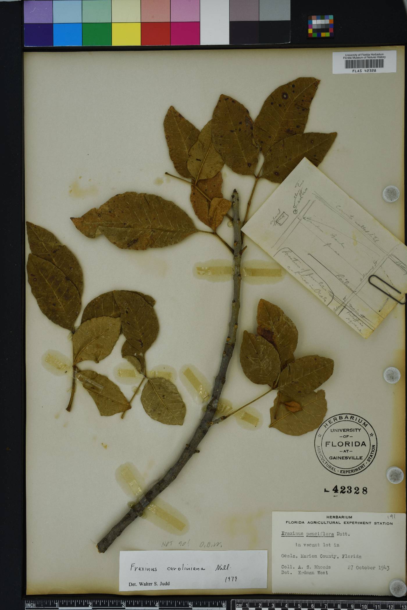 Fraxinus caroliniana image