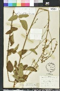 Desmodium floridanum image