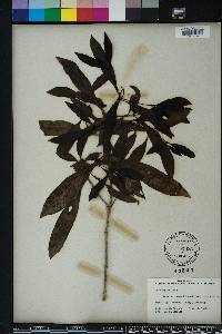 Morinda umbellata image