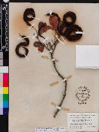 Pithecellobium keyense image