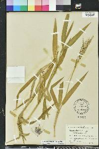 Urochloa adspersa image