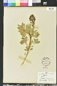 Lupinus texensis image