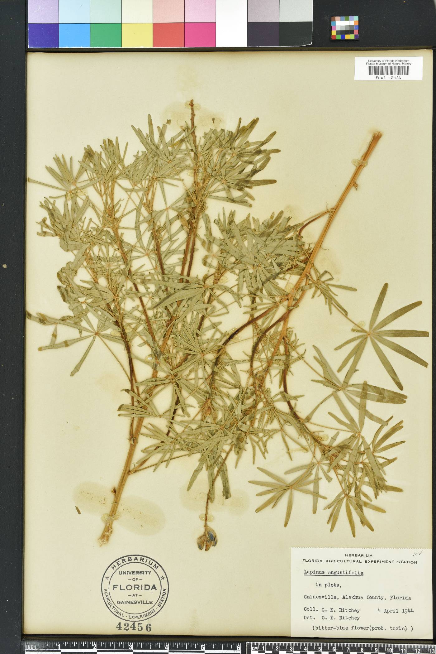 Lupinus angustifolius image