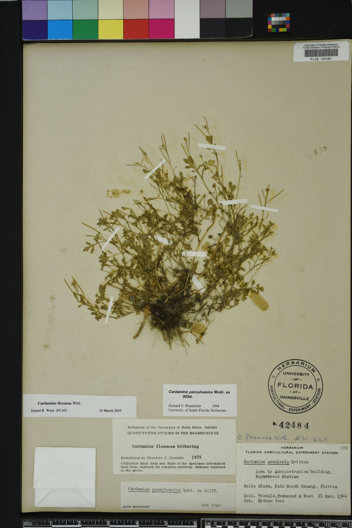 Cardamine flexuosa image
