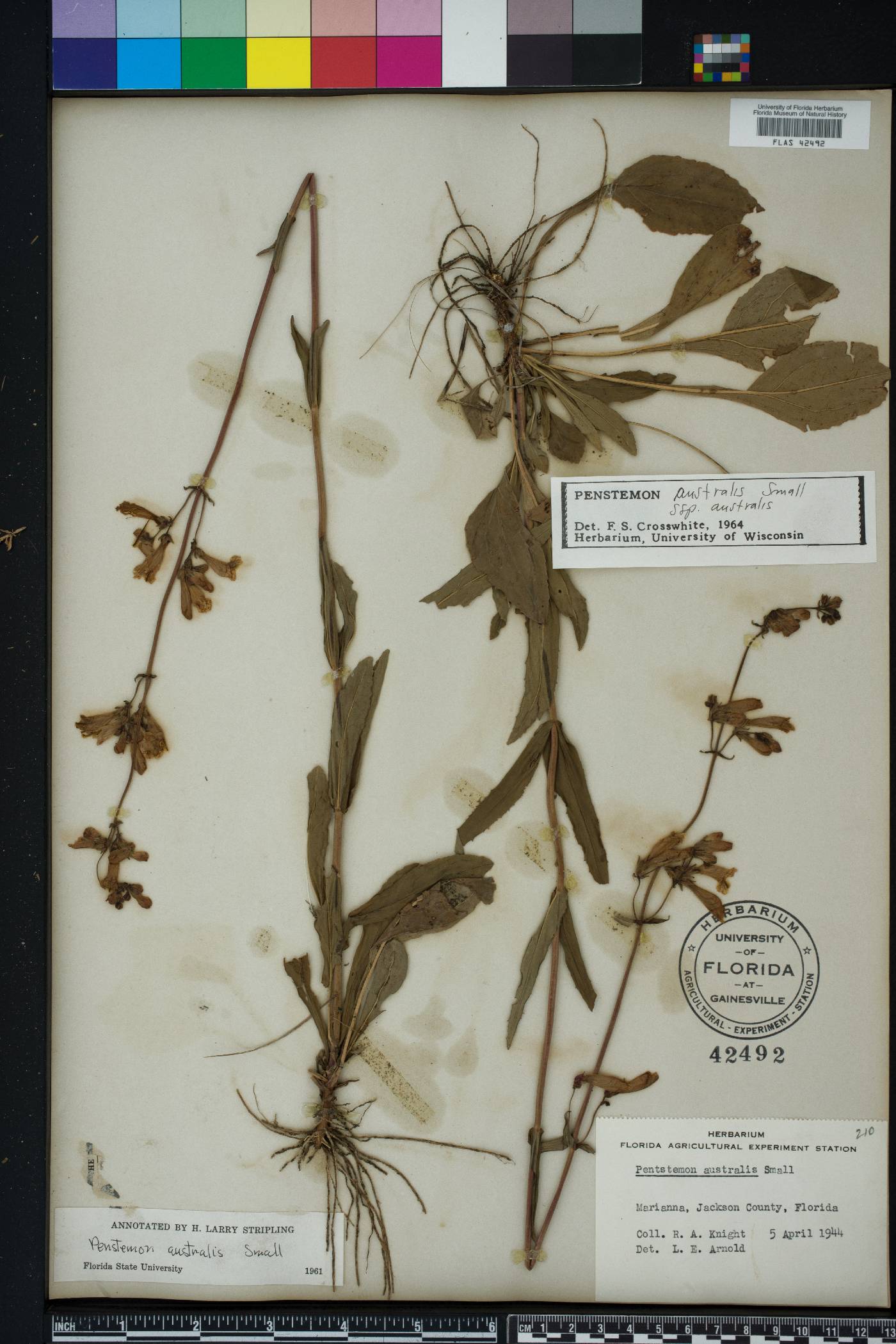 Penstemon australis image