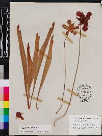 Sarracenia rubra image