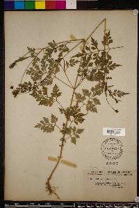 Bidens bipinnata image