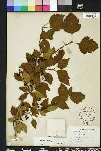 Crataegus viridis image