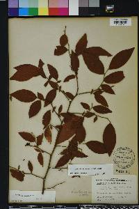 Vaccinium fuscatum image