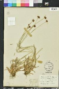 Rhynchospora ciliaris image