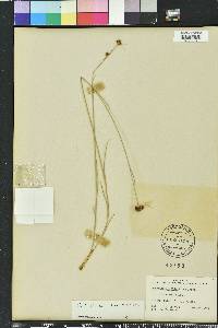 Rhynchospora fascicularis image