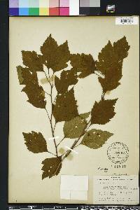 Crataegus viridis image