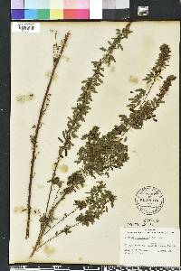 Lespedeza virginica image