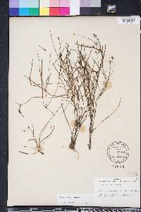 Callisia graminea image