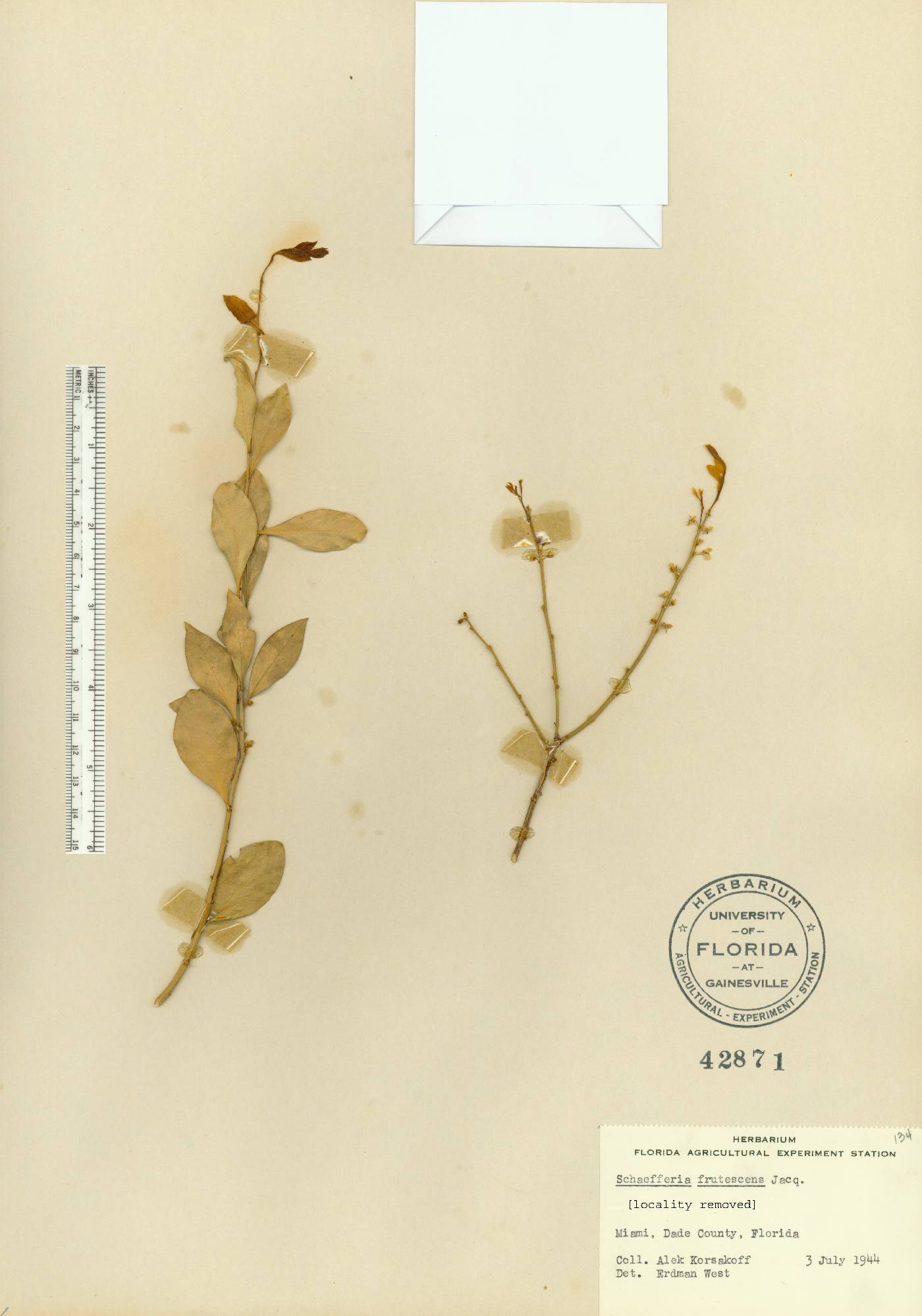 Schaefferia frutescens image