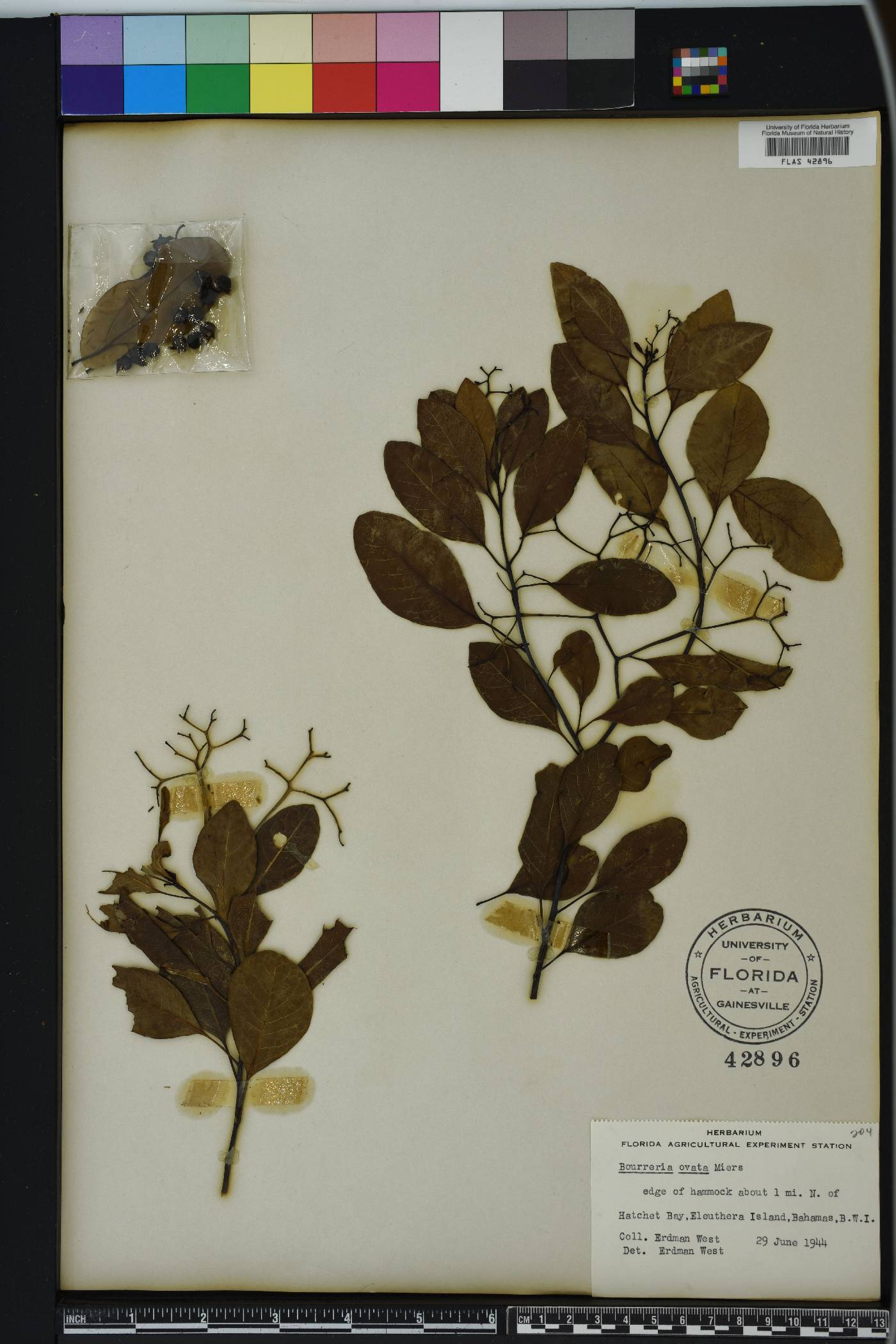 Bourreria succulenta image