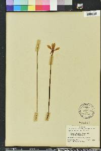 Zephyranthes minuta image