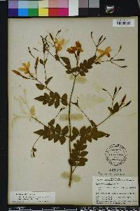 Jasminum officinale image