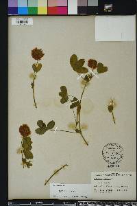 Trifolium reflexum image