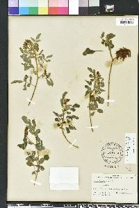 Indigofera hirsuta image