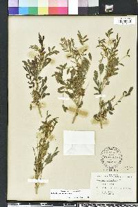 Indigofera suffruticosa image