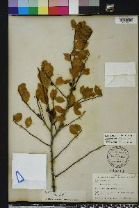 Ilex ambigua image