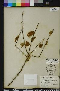 Ilex ambigua image