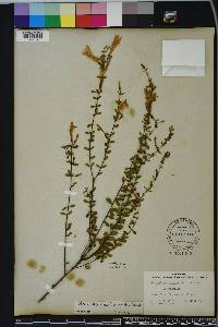 Calamintha coccinea image