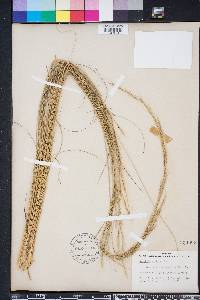 Aristida stricta image