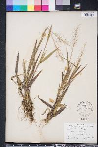 Dichanthelium erectifolium image