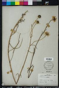 Helianthus angustifolius image