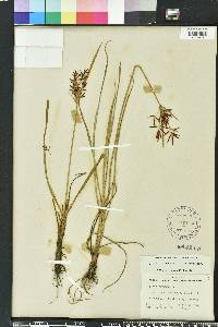 Cyperus rotundus image