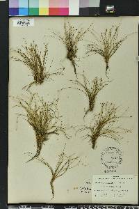 Eleocharis baldwinii image