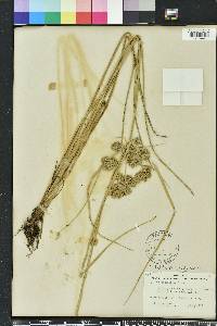 Cyperus distinctus image